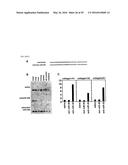 MICRO-RNA FAMILY THAT MODULATES FIBROSIS AND USES THEREOF diagram and image