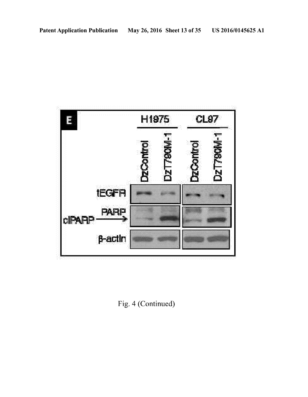 DNAZYME FOR SILENCING THE EXPRESSION OF EGFR - diagram, schematic, and image 14