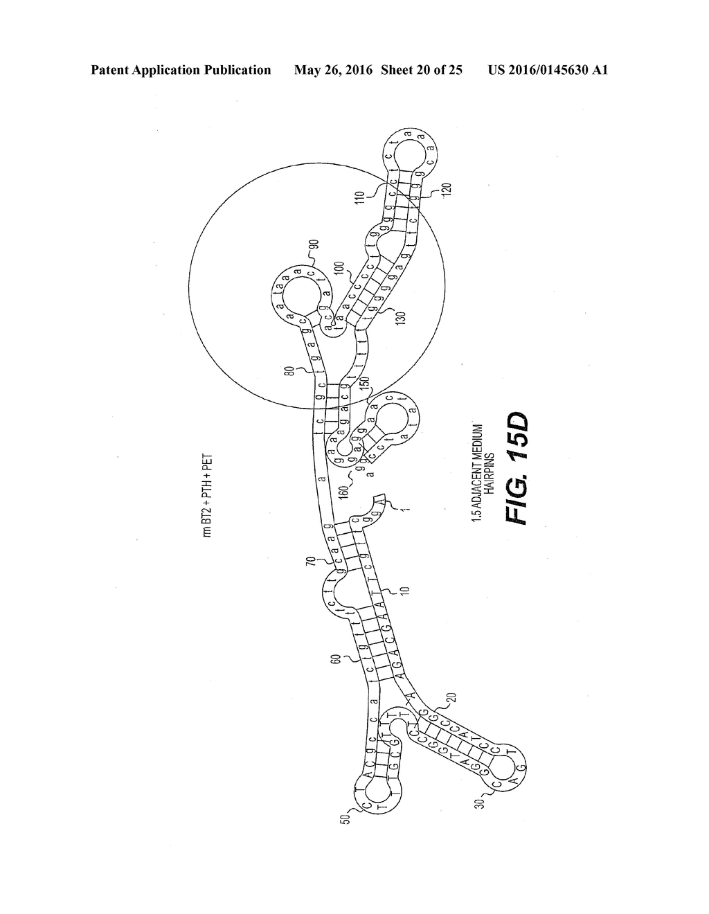 COMPOSITIONS AND METHODS FOR THE IMPROVED PRODUCTION AND DELIVERY OF RNA     BY EFFICIENT TRANSCRIPTION TERMINATION - diagram, schematic, and image 21