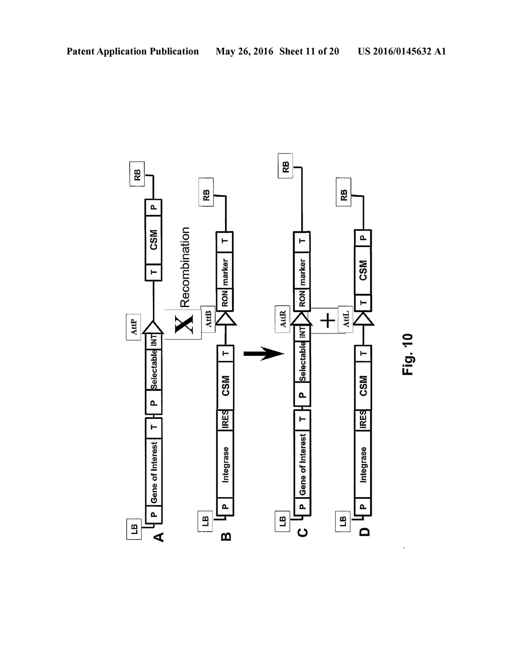 PLANT TRANSFORMATION WITH IN VIVO ASSEMBLY OF A SEQUENCE OF INTEREST - diagram, schematic, and image 12