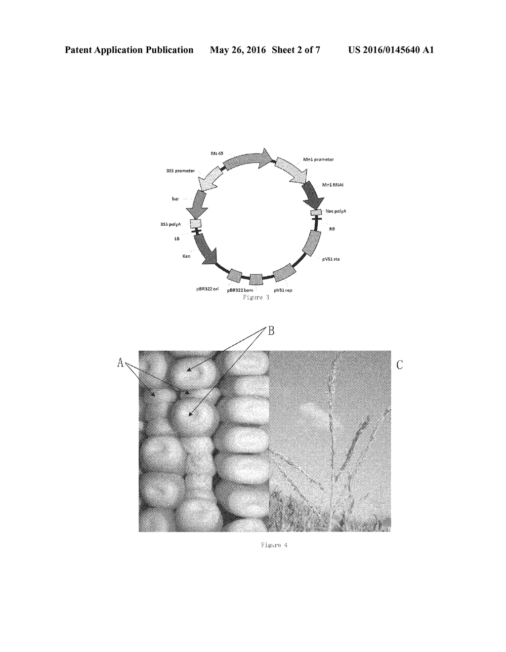 METHOD FOR PROPAGATING STERILE MALE PLANT LINE - diagram, schematic, and image 03