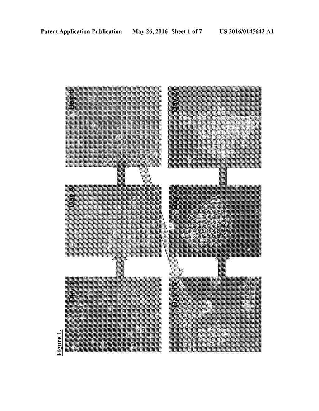 GENERATION OF INDUCED PLURIPOTENT STEM CELLS FROM NORMAL HUMAN MAMMARY     EPITHELIAL CELLS - diagram, schematic, and image 02