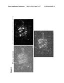 GENERATION OF INDUCED PLURIPOTENT STEM CELLS FROM NORMAL HUMAN MAMMARY     EPITHELIAL CELLS diagram and image