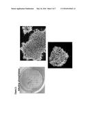 GENERATION OF INDUCED PLURIPOTENT STEM CELLS FROM NORMAL HUMAN MAMMARY     EPITHELIAL CELLS diagram and image