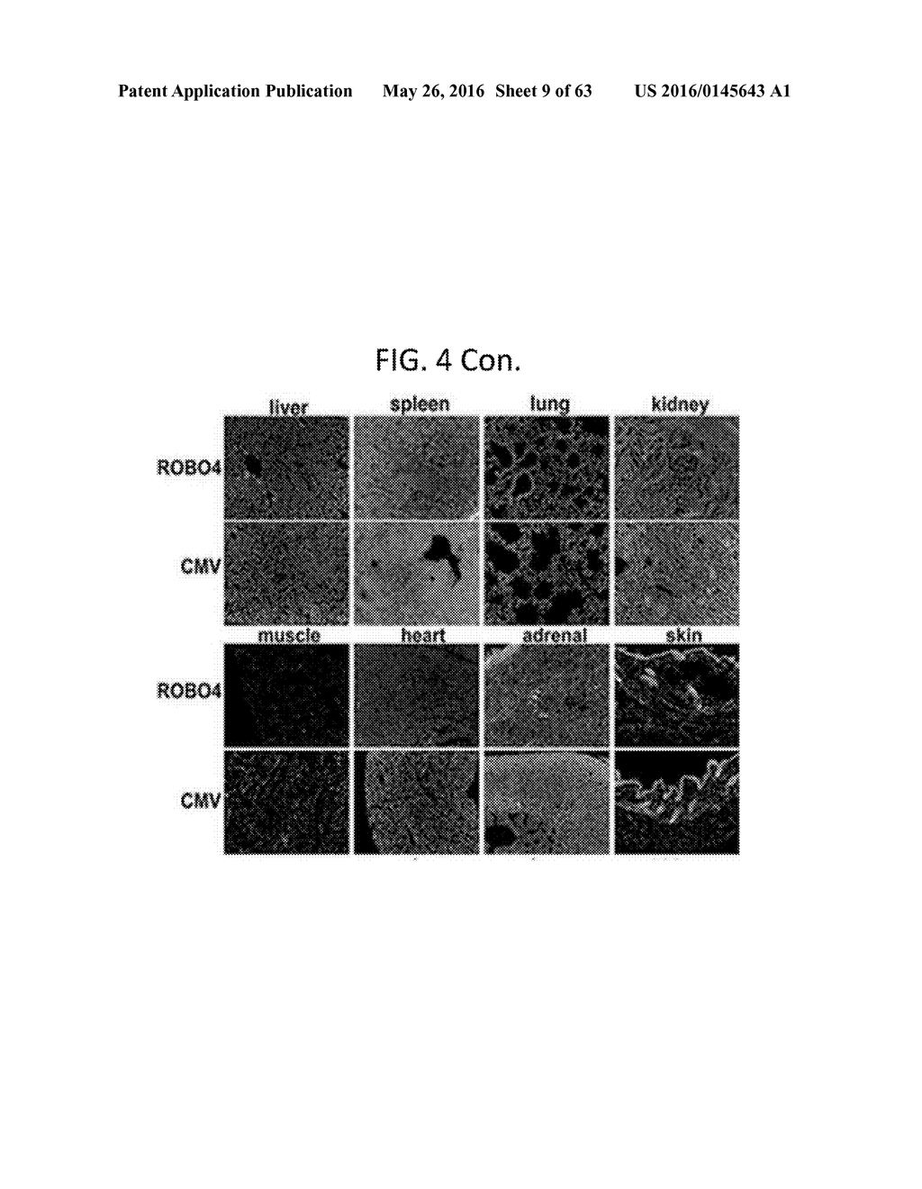 Endothelial-targeted Adenoviral Vectors, Methods and Uses Therefor - diagram, schematic, and image 10