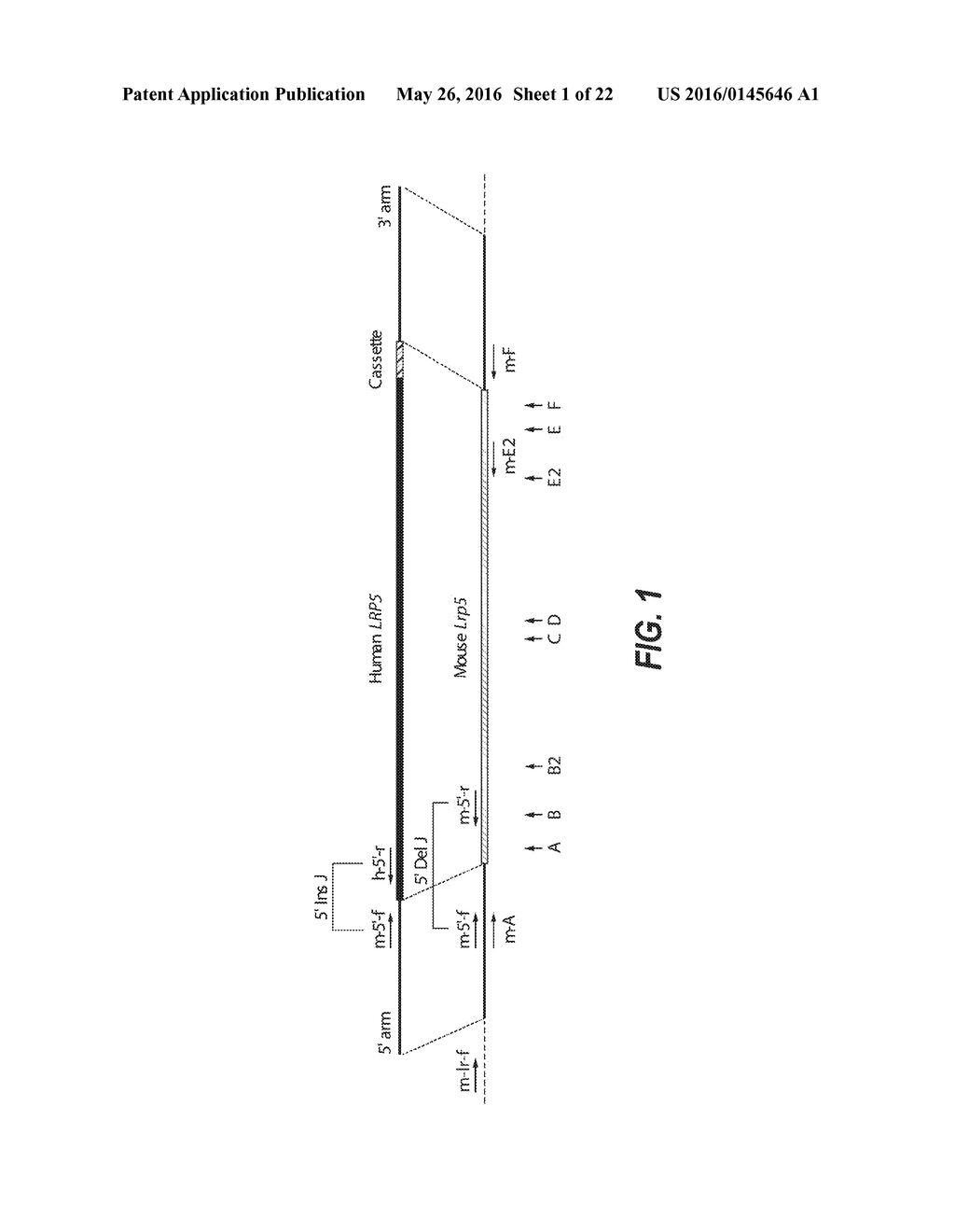 METHODS AND COMPOSITIONS FOR TARGETED GENETIC MODIFICATION USING PAIRED     GUIDE RNAS - diagram, schematic, and image 02