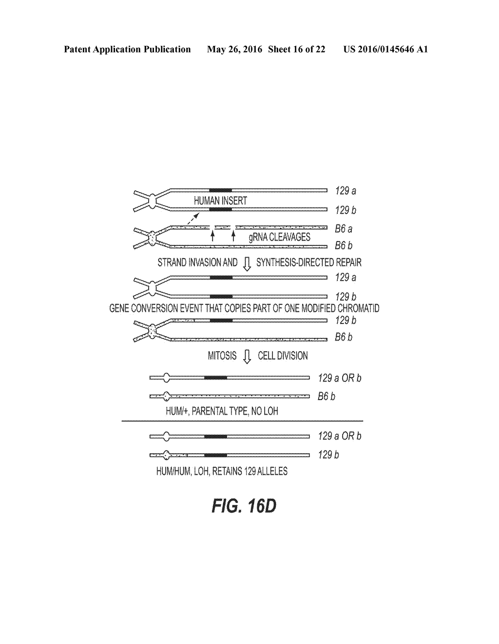 METHODS AND COMPOSITIONS FOR TARGETED GENETIC MODIFICATION USING PAIRED     GUIDE RNAS - diagram, schematic, and image 17