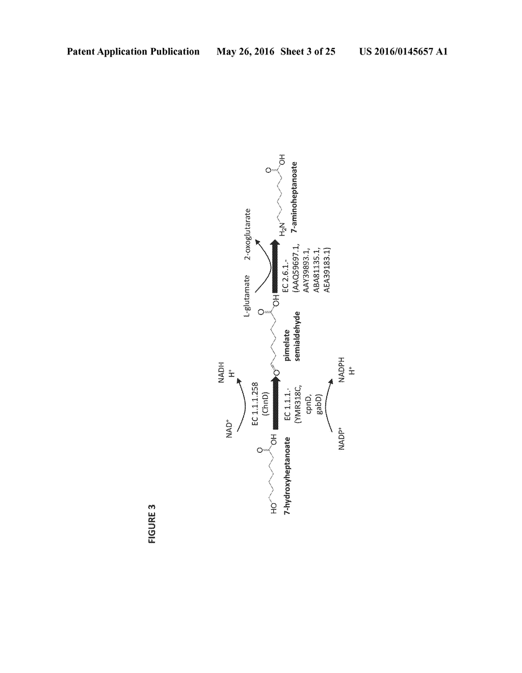 Methods and Materials for Producing 7-Carbon Chemicals via a C9 Route - diagram, schematic, and image 04