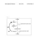 Microorganism of the Genus Corynebacterium with Enhanced ability to     produce L-Arginine and Method for Producing L-Arginine Using the Same (AS     AMENDED) diagram and image