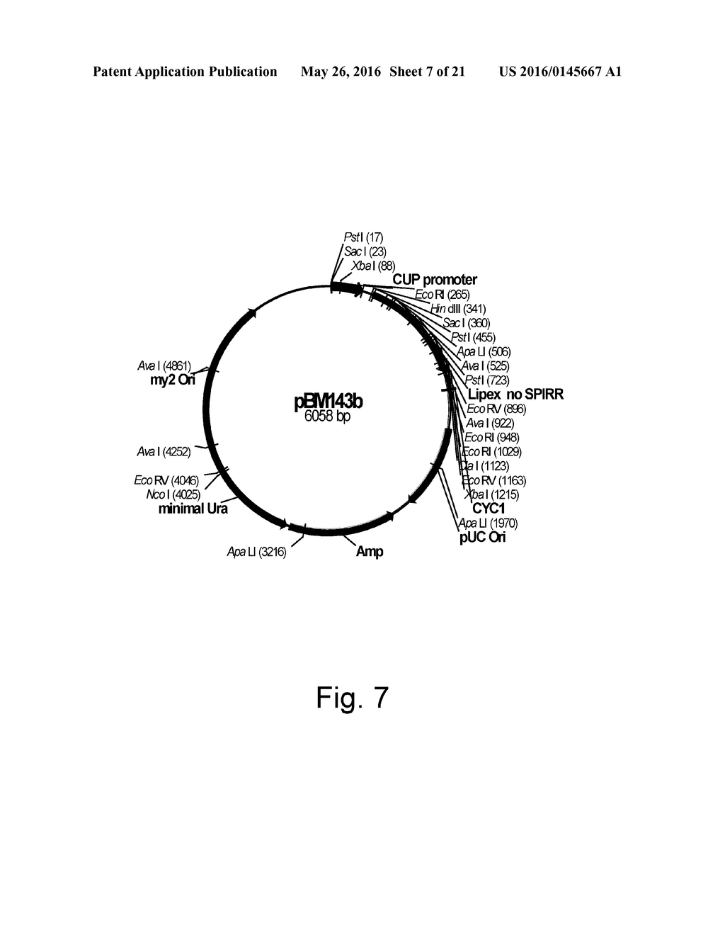 Methods For Producing Secreted Polypeptides Having Biological Activity - diagram, schematic, and image 08