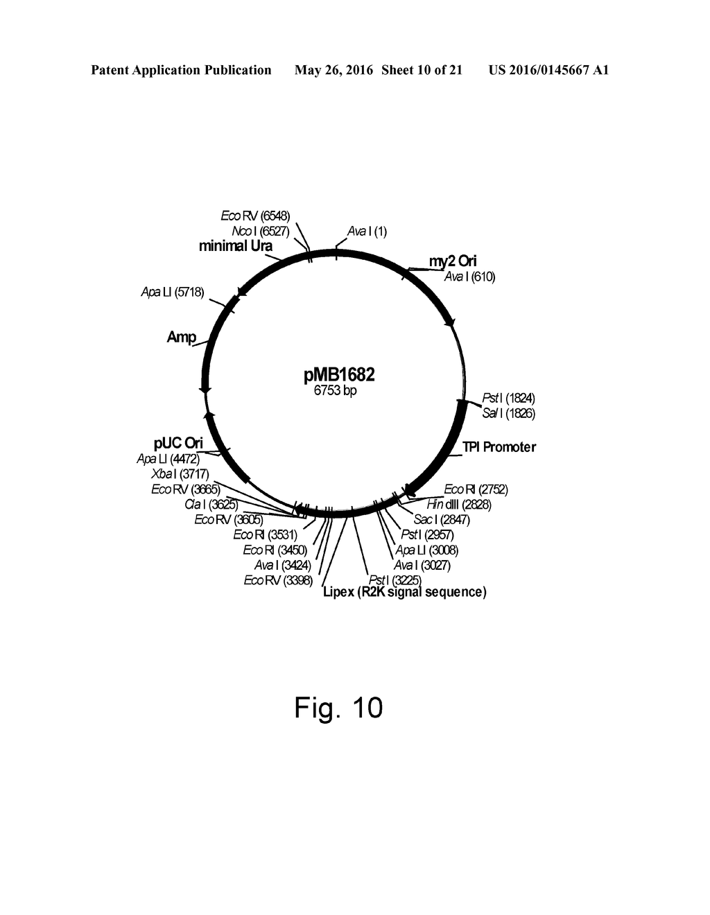 Methods For Producing Secreted Polypeptides Having Biological Activity - diagram, schematic, and image 11