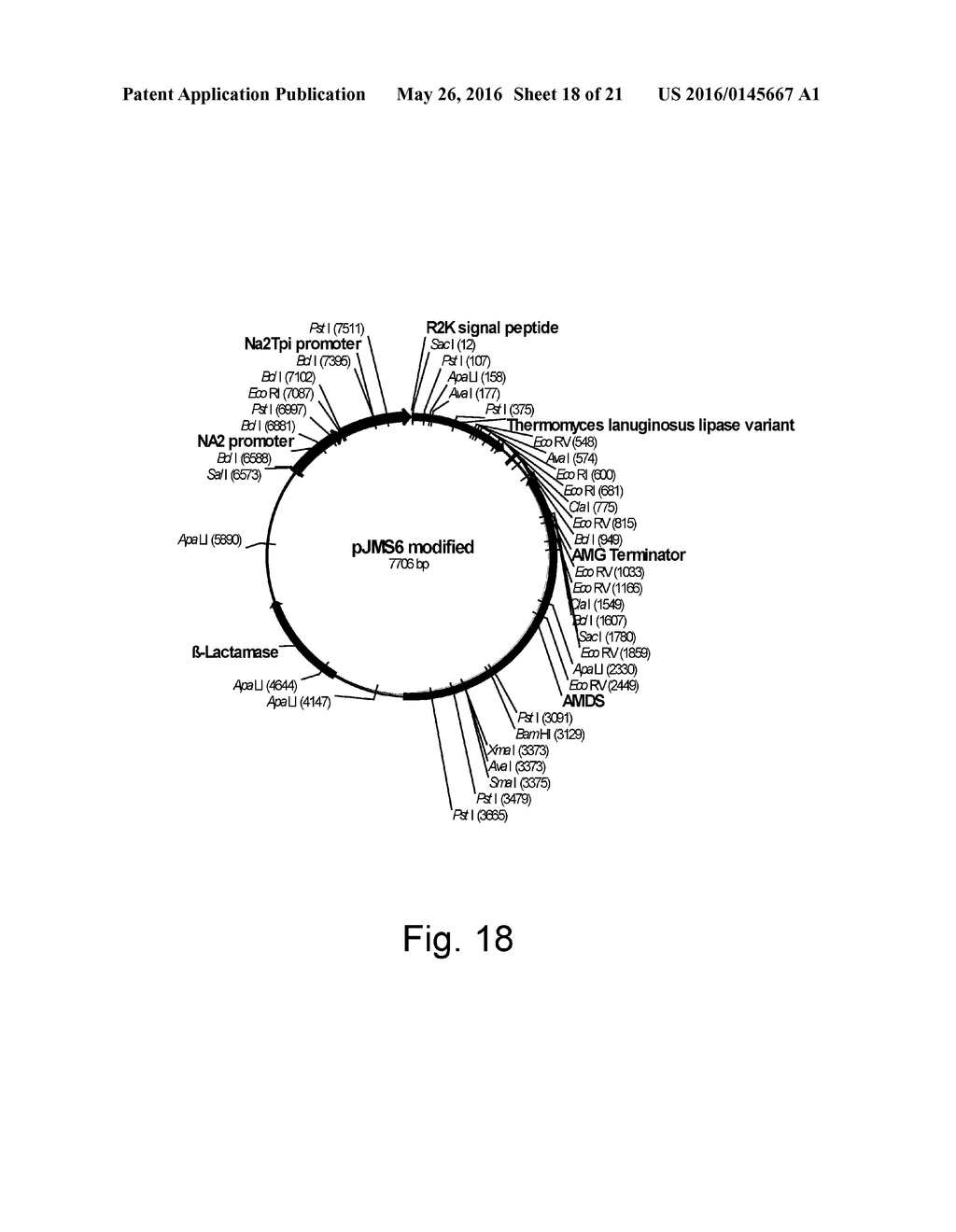 Methods For Producing Secreted Polypeptides Having Biological Activity - diagram, schematic, and image 19