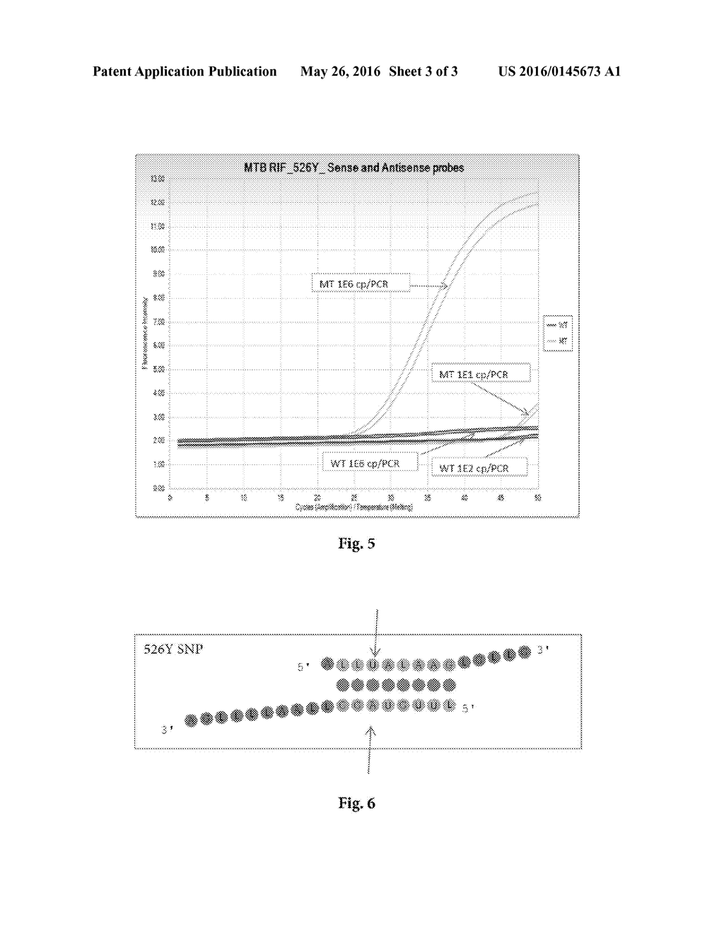 DETECTING SINGLE NUCLEOTIDE POLYMORPHISM USING OVERLAPPING HYDROLYSIS     PROBES - diagram, schematic, and image 04