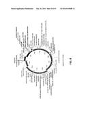 Methods and Compositions for Diagnosing Disease diagram and image