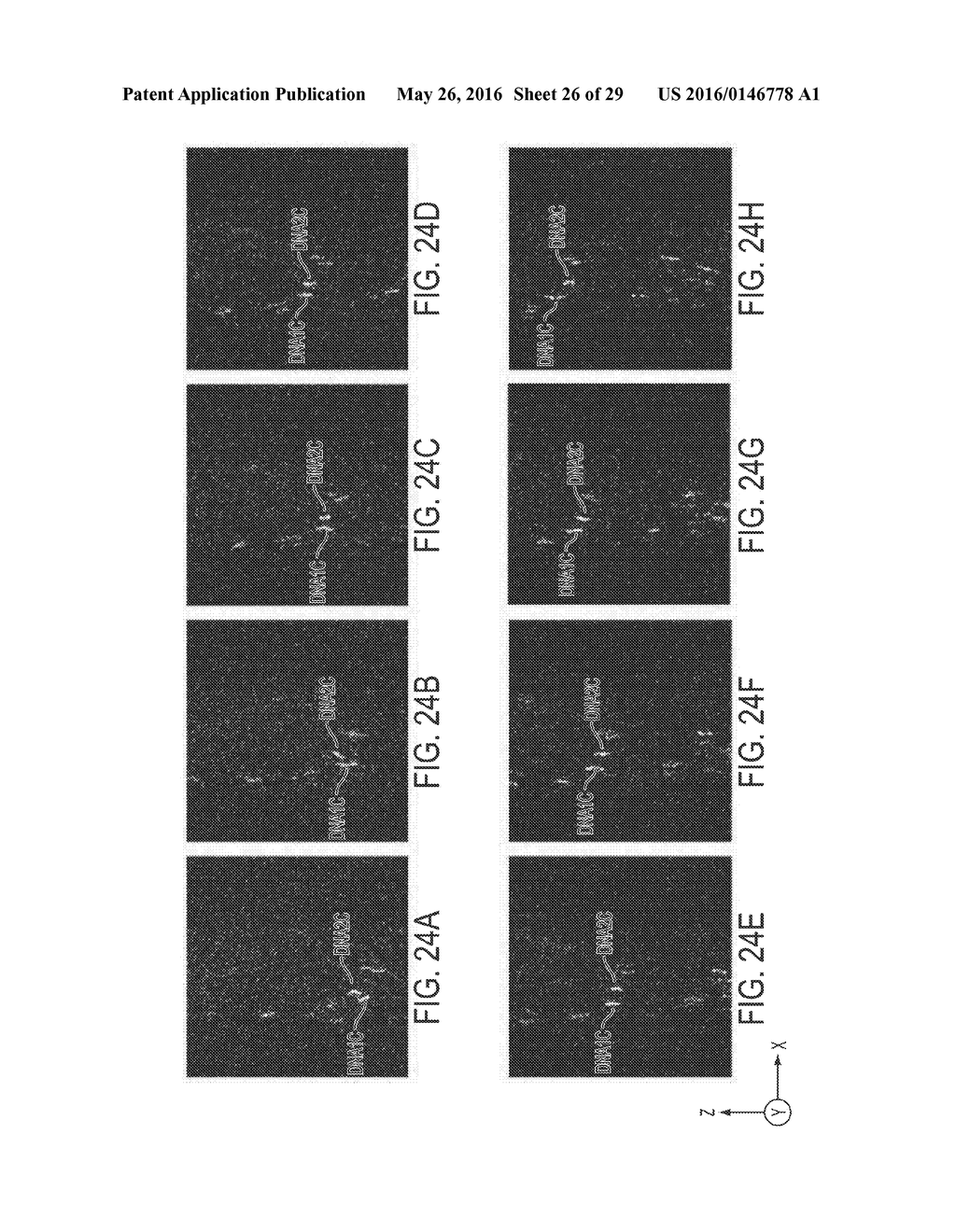 BIOPOLYMER SEPARATION USING NANOSTRUCTURED ARRAYS - diagram, schematic, and image 27