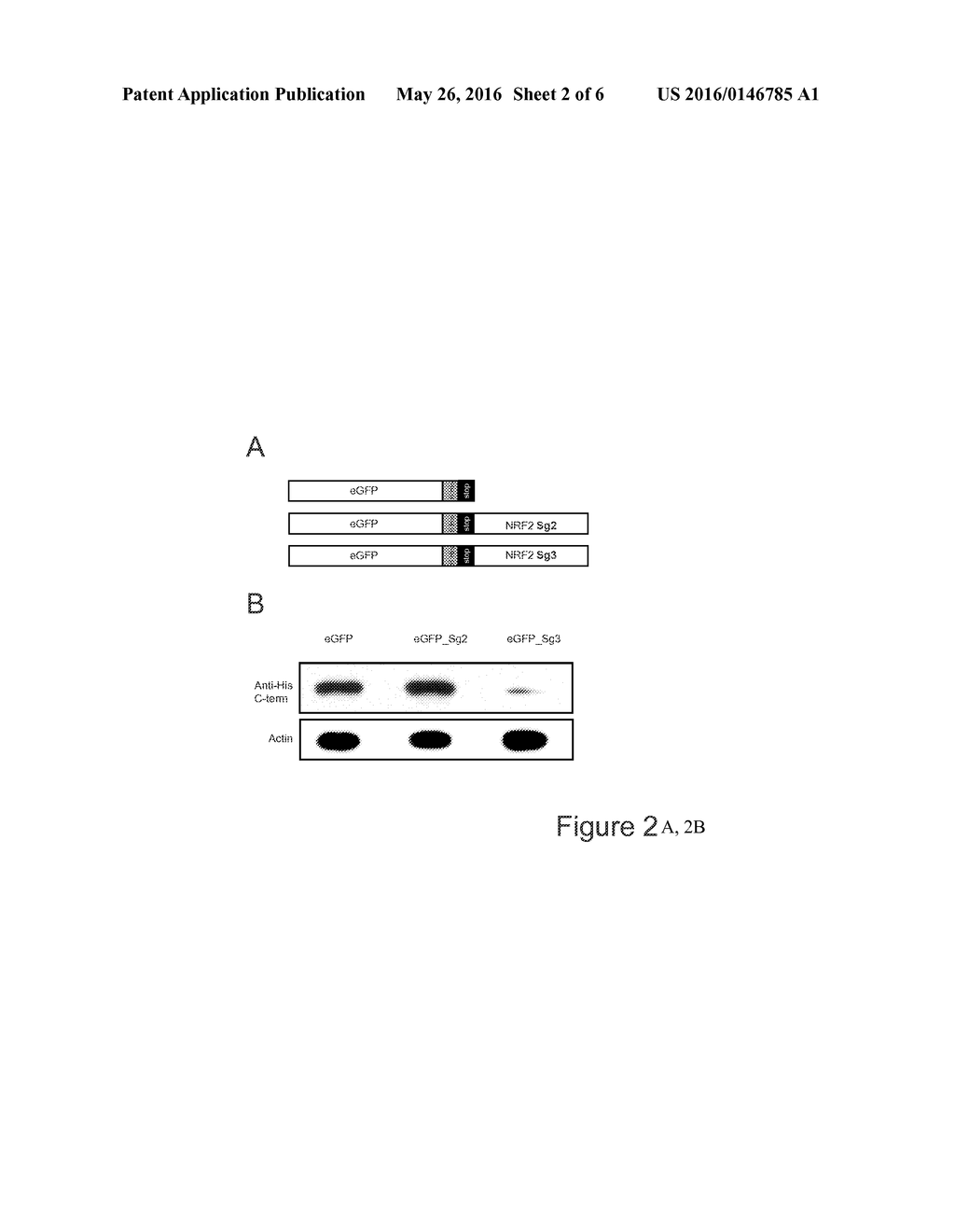 NUCLEAR FACTOR-ERYTHROID 2 RELATED FACTOR 2 (NRF2) BIOSENSORS AND     MODULATORS OF NRF2 - diagram, schematic, and image 03