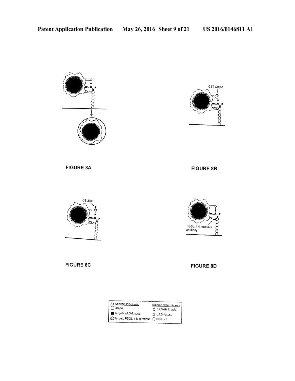 OMPA AND ASP14 IN VACCINE COMPOSITIONS AND AS DIAGNOSTIC TARGETS - diagram, schematic, and image 10