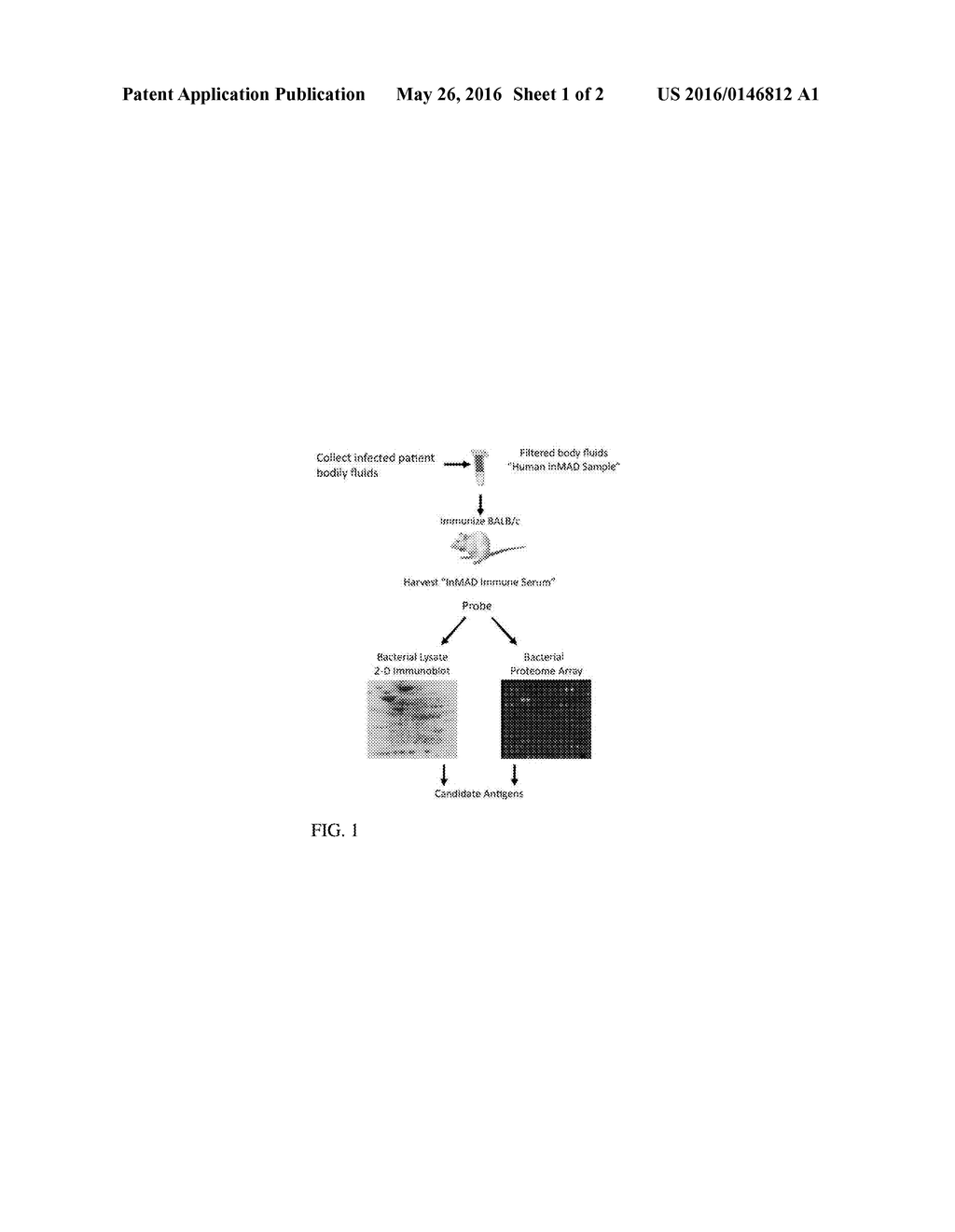 METHOD OF DETECTING AND IDENTIFYING CIRCULATING ANTIGENS IN HUMAN     BIOLOGICAL SAMPLES - diagram, schematic, and image 02