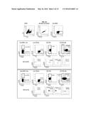 Detection of Acute Myeloid Leukaemia (AML) Leukaemic Stem Cells (LSC) diagram and image