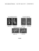 COMPOUNDS FOR THE TREATMENT OF PATHOLOGIES ASSOCIATED WITH AGING AND     DEGENERATIVE DISORDERS diagram and image