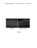 COMPOUNDS FOR THE TREATMENT OF PATHOLOGIES ASSOCIATED WITH AGING AND     DEGENERATIVE DISORDERS diagram and image