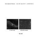 COMPOUNDS FOR THE TREATMENT OF PATHOLOGIES ASSOCIATED WITH AGING AND     DEGENERATIVE DISORDERS diagram and image