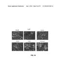 COMPOUNDS FOR THE TREATMENT OF PATHOLOGIES ASSOCIATED WITH AGING AND     DEGENERATIVE DISORDERS diagram and image