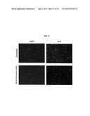 COMPOUNDS FOR THE TREATMENT OF PATHOLOGIES ASSOCIATED WITH AGING AND     DEGENERATIVE DISORDERS diagram and image