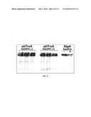 METHODS AND COMPOSITIONS TO PREVENT OR TREAT BACTERIAL INFECTIONS diagram and image