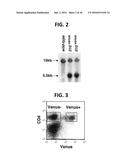 COMPOSITION FOR INDUCING PROLIFERATION OR ACCUMULATION OF REGULATORY T     CELLS diagram and image