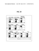 COMPOSITION FOR INDUCING PROLIFERATION OR ACCUMULATION OF REGULATORY T     CELLS diagram and image