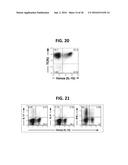 COMPOSITION FOR INDUCING PROLIFERATION OR ACCUMULATION OF REGULATORY T     CELLS diagram and image