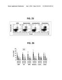 COMPOSITION FOR INDUCING PROLIFERATION OR ACCUMULATION OF REGULATORY T     CELLS diagram and image