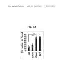 COMPOSITION FOR INDUCING PROLIFERATION OR ACCUMULATION OF REGULATORY T     CELLS diagram and image