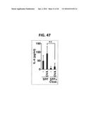 COMPOSITION FOR INDUCING PROLIFERATION OR ACCUMULATION OF REGULATORY T     CELLS diagram and image