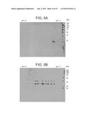 LEUKOLECTINS AND USES THEREOF diagram and image