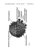 MESOPOROUS ALUM NANOPARTICLES AS A UNIVERSAL PLATFORM FOR ANTIGEN     ADSORPTION, PRESENTATION, AND DELIVERY diagram and image