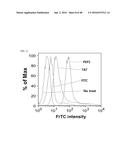 Cell-Penetrating Peptide, Conjugate Comprising Same and Composition     Comprising Same diagram and image