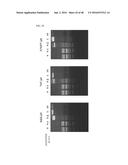 Cell-Penetrating Peptide, Conjugate Comprising Same and Composition     Comprising Same diagram and image