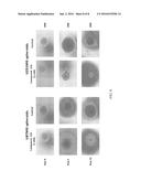 Nuclear Transport Modulators and Uses Thereof diagram and image