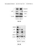 Compositions and Methods of Treatment of Cancers diagram and image