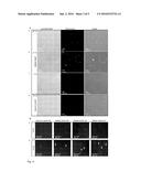 A NEW FUSION PROTEIN TO TARGET AND TREAT ACUTE MYLOID LEUKEMIA CELLS diagram and image