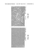 NANOFIBRIL-POLYMER COMPOSITES diagram and image