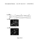 Methods of Maintaining, Expanding and Differentiating Neuronal Subtype     Specific Progenitors diagram and image