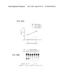 DELIVERY, ENGINEERING AND OPTIMIZATION OF SYSTEMS, METHODS AND     COMPOSITIONS FOR TARGETING AND MODELING DISEASES AND DISORDERS OF POST     MITOTIC CELLS diagram and image