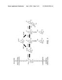 COMPOSITIONS AND METHODS FOR THE BIOSYNTHESIS OF VANILLIN OR VANILLIN     BETA-D-GLUCOSIDE diagram and image