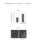 METHOD OF SCREENING FOR CANDIDATE COMPOUNDS FOR REGULATING MELANOGENESIS     OR PIGMENTATION diagram and image