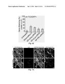 POLYARGININE-COATED MAGNETIC NANOVECTOR AND METHODS OF USE THEREOF diagram and image