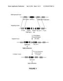 TRANSGENIC NON-HUMAN MAMMAL FOR PRODUCING CHIMERIC HUMAN IMMUNOGLOBULIN E     ANTIBODIES diagram and image