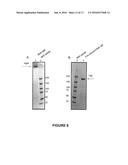 TRANSGENIC NON-HUMAN MAMMAL FOR PRODUCING CHIMERIC HUMAN IMMUNOGLOBULIN E     ANTIBODIES diagram and image